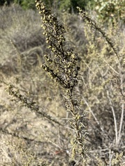 Artemisia californica