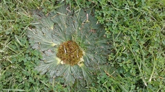 Arctopus echinatus