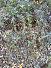 Diplacus aurantiacus