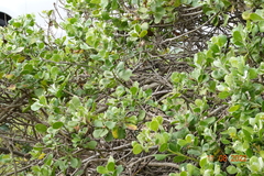 Osteospermum moniliferum