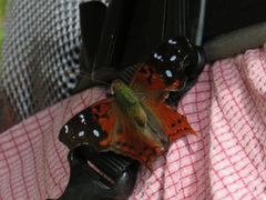 Hypanartia cinderella