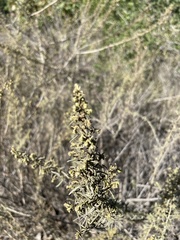 Artemisia californica