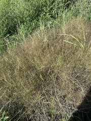 Muhlenbergia porteri