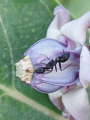 Camponotus compressus