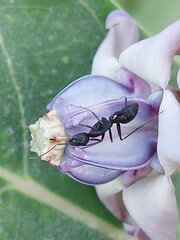 Camponotus compressus