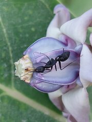 Camponotus compressus