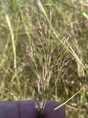 Muhlenbergia porteri