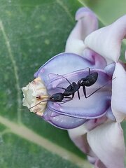 Camponotus compressus