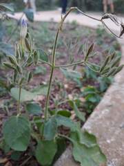 Ruellia occidentalis