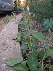 Ruellia occidentalis