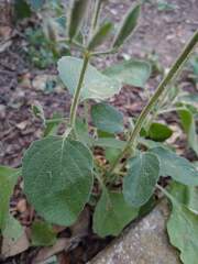 Ruellia occidentalis