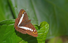 Adelpha alala