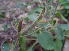 Ruellia occidentalis