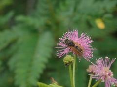 Brachygastra mellifica