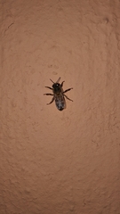 Apis mellifera scutellata