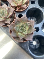 Echeveria purpusorum