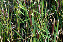 Typha