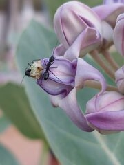 Camponotus compressus