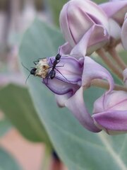 Camponotus compressus