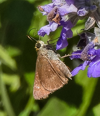 Euphyes vestris