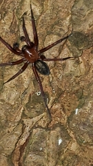 Callobius severus