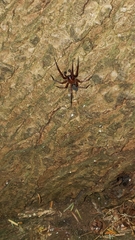 Callobius severus