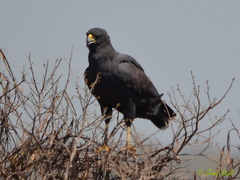 Buteogallus urubitinga