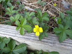 Potentilla reptans