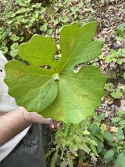Sanguinaria canadensis