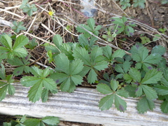 Potentilla reptans