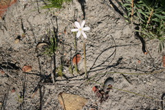 Trachyandra hirsutiflora