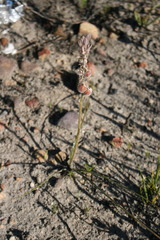 Trachyandra hirsutiflora