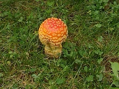 Amanita