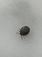 Ixodidae