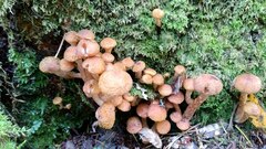 Armillaria