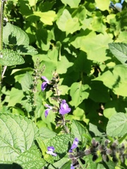 Salvia amarissima