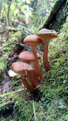 Armillaria