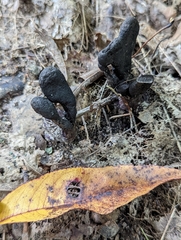 Xylaria polymorpha