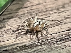 Lycosoidea