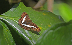 Adelpha alala