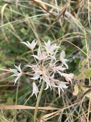 Allium acuminatum