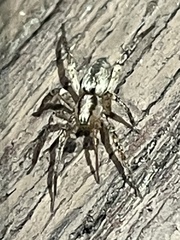 Lycosoidea