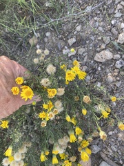 Xanthisma spinulosum