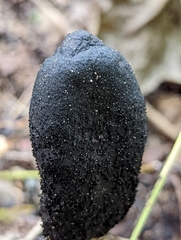 Xylaria polymorpha