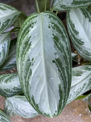 Aglaonema