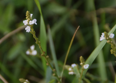 Verbena officinalis