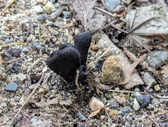 Xylaria polymorpha