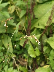 Persicaria minor