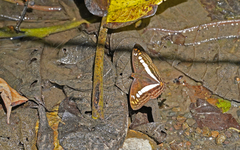 Adelpha alala