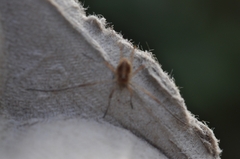 Opilio saxatilis